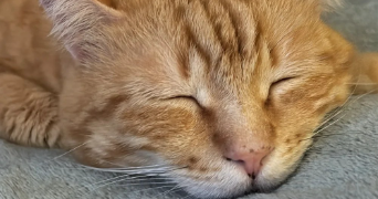 valentine pet sitter à PESSAC 33600_1