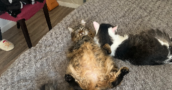 aurélie pet sitter à SAINS EN GOHELLE 62114_5