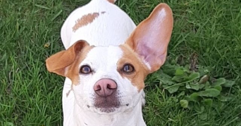 karine pet sitter à COLOMIERS 31770_4