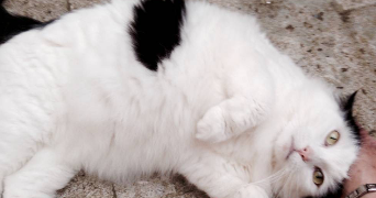 séverine  pet sitter à 59000 Lille 59000_7