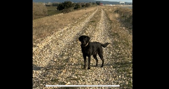 nour pet sitter à VALLABREGUES 30300_3