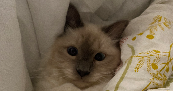 alexandra pet sitter à PARIS 11 75011_2