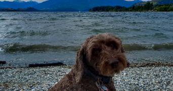 louise pet sitter à BONNEVILLE 74130_4