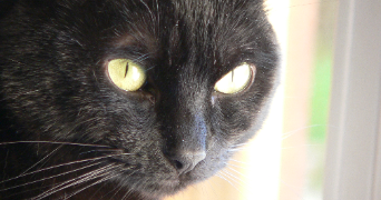 kévin pet sitter à VER SUR MER 14114_1