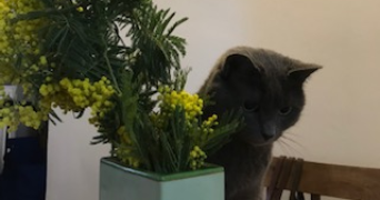 violette pet sitter à FONTENAY SOUS BOIS 94120_1