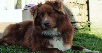 leane pet sitter à ALLONNES 72700_1