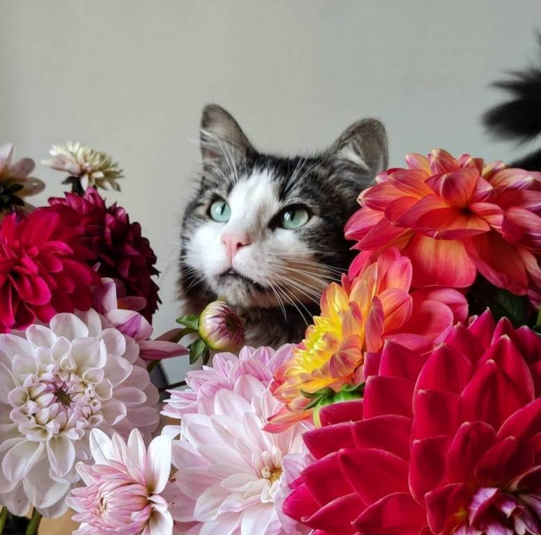Marie cat sitter à Maisons-Alfort 94700_1
