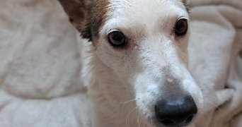 lola pet sitter à NUITS ST GEORGES 21700_1