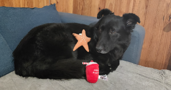 edene pet sitter à ST MARTIN SUR NOHAIN 58150_4