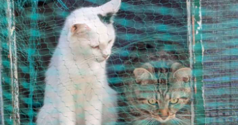 angelina pet sitter à PONT SUR SAMBRE 59138_2