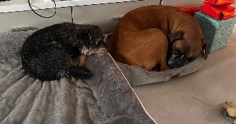 nahia pet sitter à LE PIAN MEDOC 33290_3