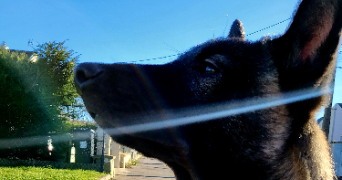 steven  pet sitter à Pithiviers 45300_1