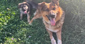 morgane pet sitter à EYGUIERES 13430