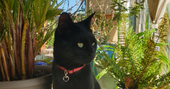 karine pet sitter à APT 84400_3