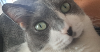 cyril pet sitter à ECOUEN 95440_1