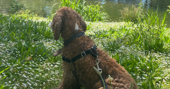 capucine dog sitter à PARIS 02 75002_1