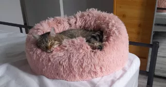 noemie pet sitter à MAGNANVILLE 78200