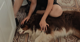 victoire pet sitter à TASSIN LA DEMI LUNE 69160_1