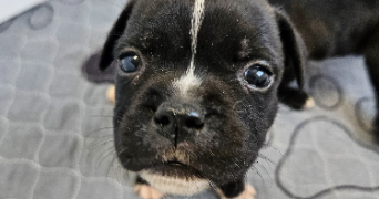 alicia pet sitter à PRINQUIAU 44260_6