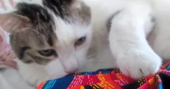 danielle pet sitter à THIAIS 94320