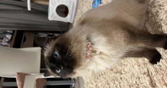 tasnim pet sitter à ROUBAIX 59100_8