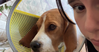 lorie pet sitter à CRUSNES 54680_1