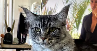 juline pet sitter à LE TAILLAN MEDOC 33320