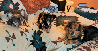 isabelle pet sitter à AIGUILLON 47190_5