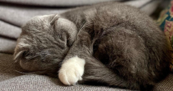 mathieu cat sitter à PONTOISE 95300_9