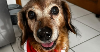 océane pet sitter à LA COUTURE 62136_6