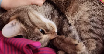 diane pet sitter à MAREIL MARLY 78750_7