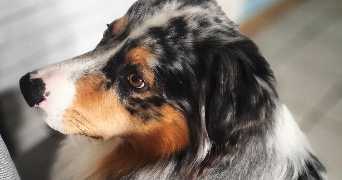 sylvie pet sitter à CEINTREY 54134_9