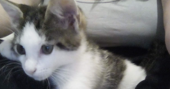 angélique pet sitter à PAUILLAC 33250_2