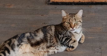 catherine pet sitter à MEUDON 92190_8