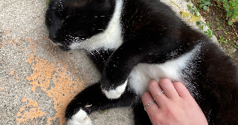 lucie pet sitter à TOULOUSE 31000_6