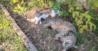 mélissa pet sitter à ESNON 89210_6