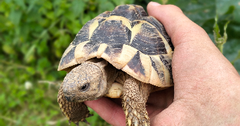 Marius pet sitter à BLET 18350