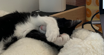 camille pet sitter à HOUILLES 78800_4