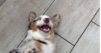 delphine pet sitter à ST CYR L ECOLE 78210_0