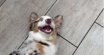 delphine pet sitter à ST CYR L ECOLE 78210