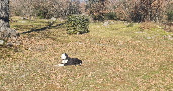 pierre dog sitter à LA VERDIERE 83560_6