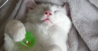 marylène pet sitter à LA NORVILLE 91290_5