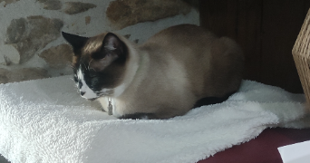 veronique pet sitter à ST LEONARD DE NOBLAT 87400_6