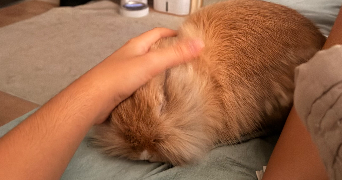 aurélie pet sitter à Saint jean de vedas 34000_3