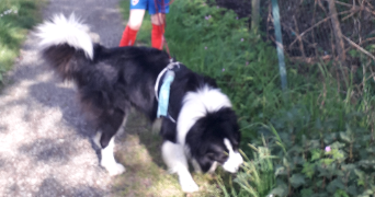 anne-sophie pet sitter à LA CHEVROLIERE 44118_3