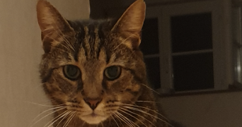 oceane cat sitter à JUVIGNY VAL D ANDAINE 61140_4