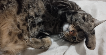 prisca pet sitter à SANNOIS 95110_2