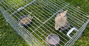 malvina pet sitter à VERNEUIL D AVRE ET D ITON 27130_3