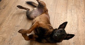 marine pet sitter à CHATEAUVILLAIN 52120_1