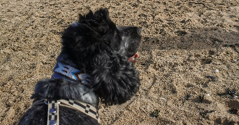 ambre pet sitter à THORIGNY SUR MARNE 77400_3